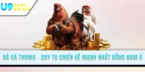 Đá Gà Thomo - Quy Tụ Các Chiến Kê Mạnh Nhất Đông Nam Á
